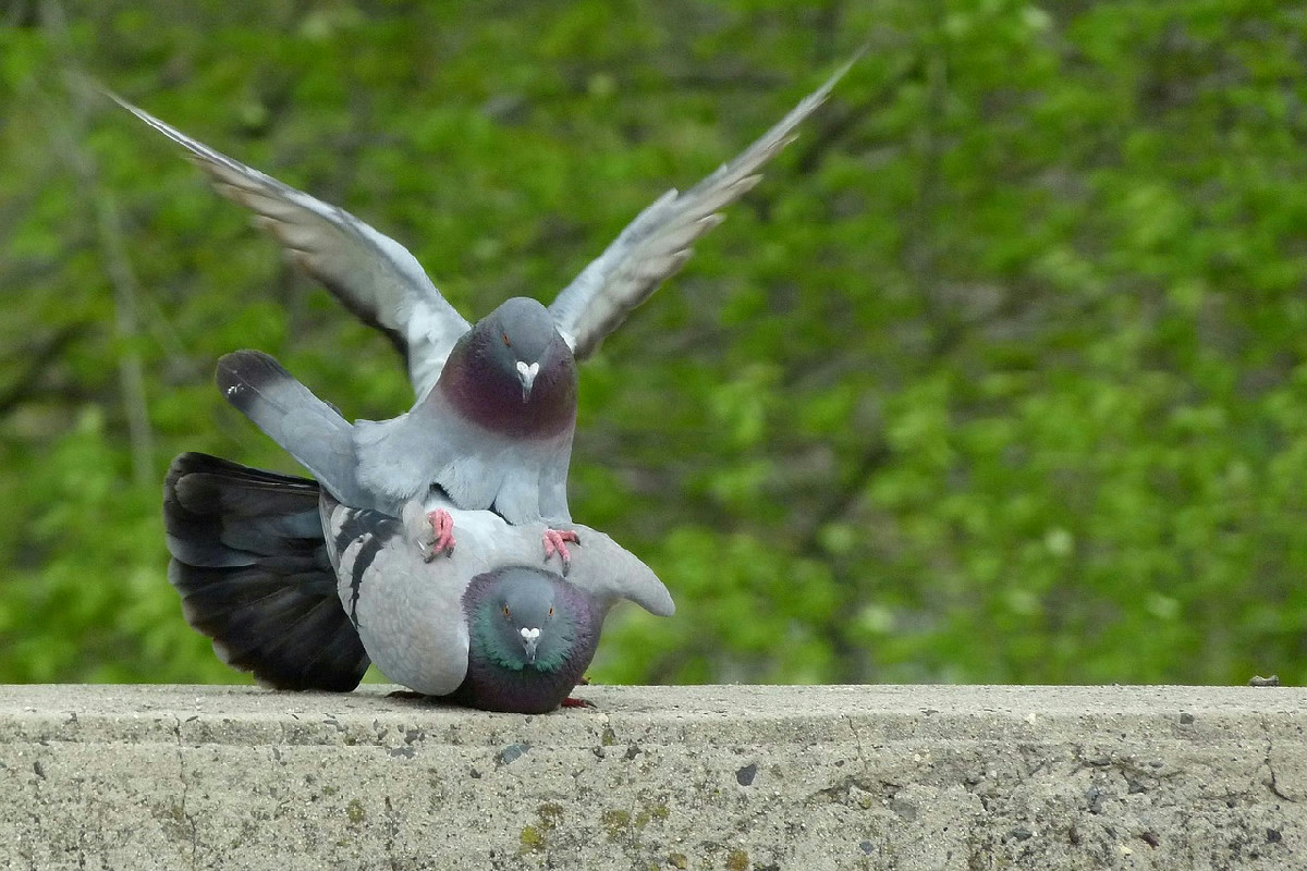 Colore e natura: come allontanare i piccioni proteggendo l’ecosistema del giardino