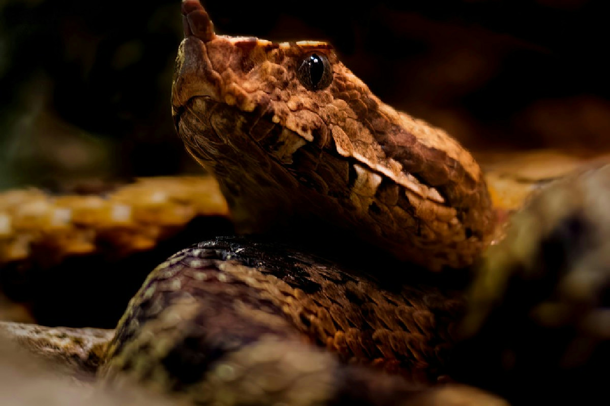 Vipera o biscia: consigli utili per distinguere senza allarmarsi i serpenti più comuni in Italia