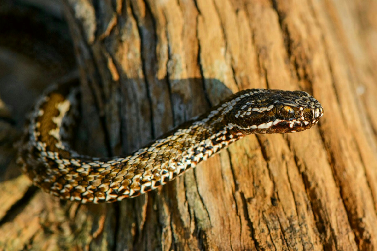 Vipere in giardino: come riconoscerle e i comportamenti da adottare in caso di incontro