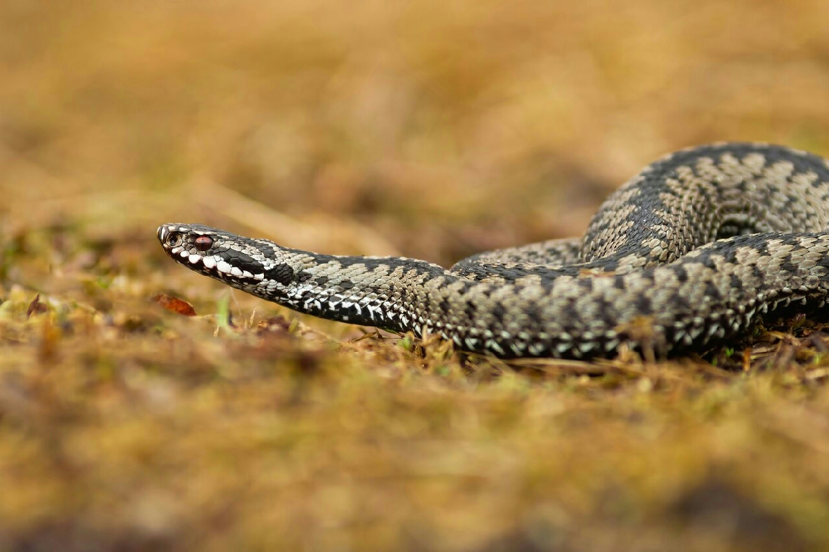 Vipere in giardino: come riconoscerle e i comportamenti da adottare in caso di incontro